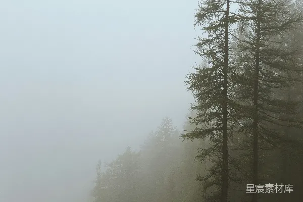 高清摄影 高树矗立在岩石峭壁的浓雾中。