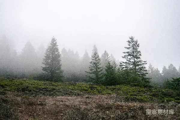 高清摄影 背景中有树和雾的田野
