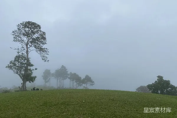 高清摄影 背景中有草坡、树木和雾。