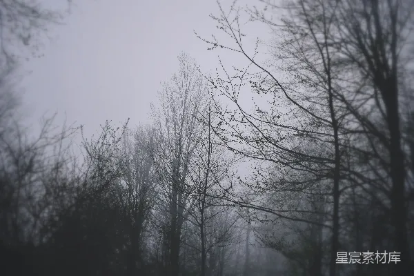 高清摄影 充满树木的雾林