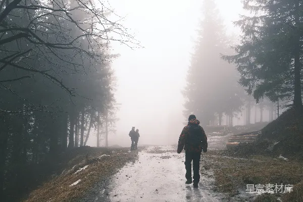 高清摄影 两人走在森林小径上