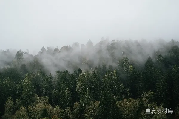 高清摄影 充满树木的雾林