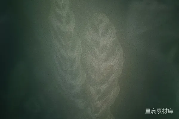 高清摄影 白色和绿色花卉织物