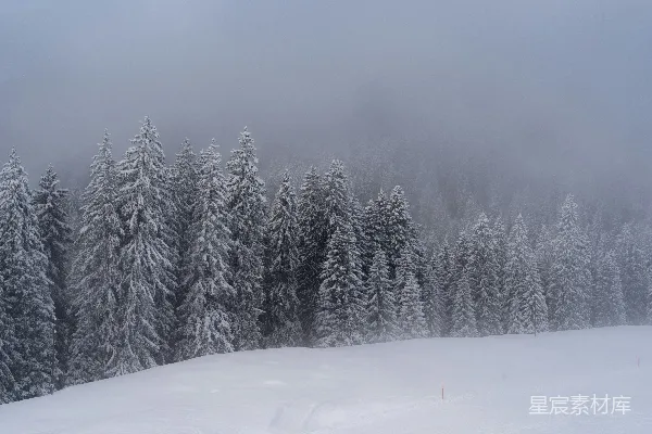 高清摄影 背景中有树的一片被雪覆盖的田野
