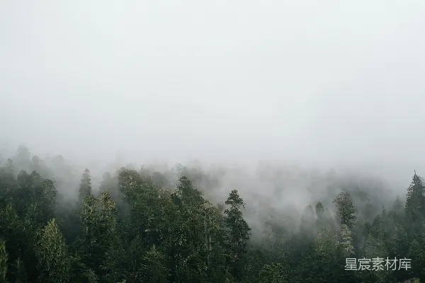 高清摄影 充满树木的雾林