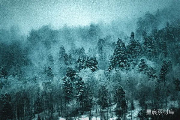 高清摄影 白天浅景深拍摄的绿色树木