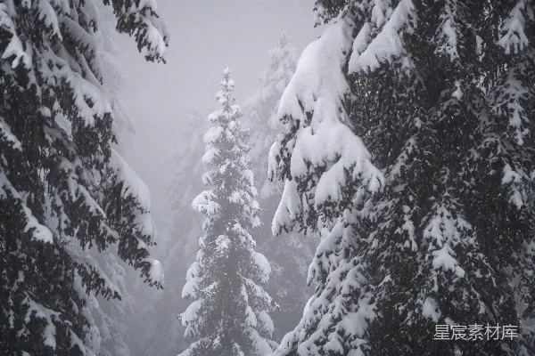 高清摄影 皑皑白雪覆盖下的冬林树木。