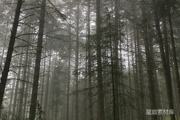 高清摄影 森林中的绿树在白天
