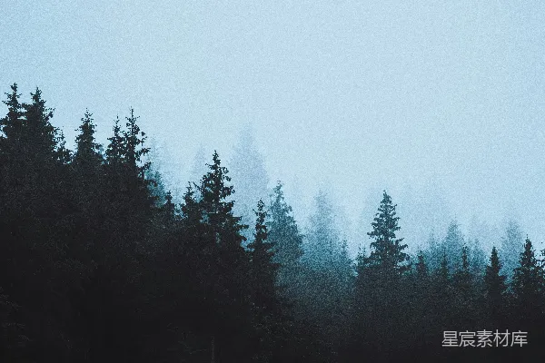 高清摄影 森林里的一棵树