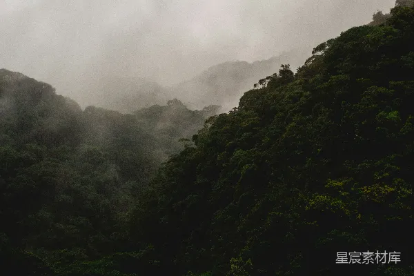 高清摄影 山间有一片被雾笼罩的树木。