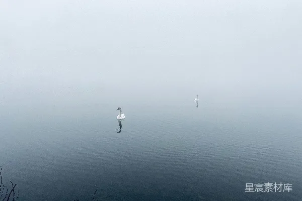 高清摄影 白鸭漂浮在水面上
