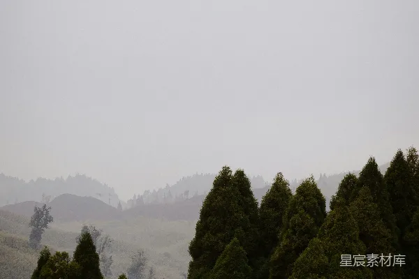 高清摄影 绿树 beneath 灰色的天空中耸立着。