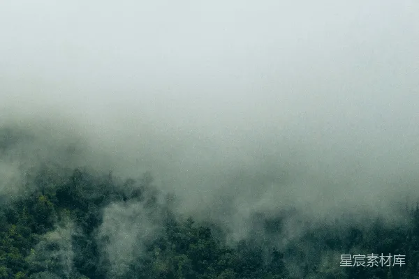 高清摄影 一片树的森林