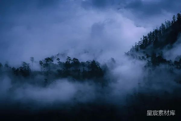 高清摄影 被雾覆盖的森林