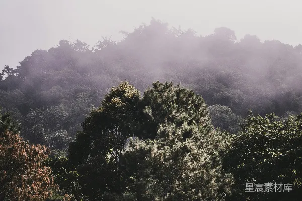 高清摄影 前景中有树木的雾林