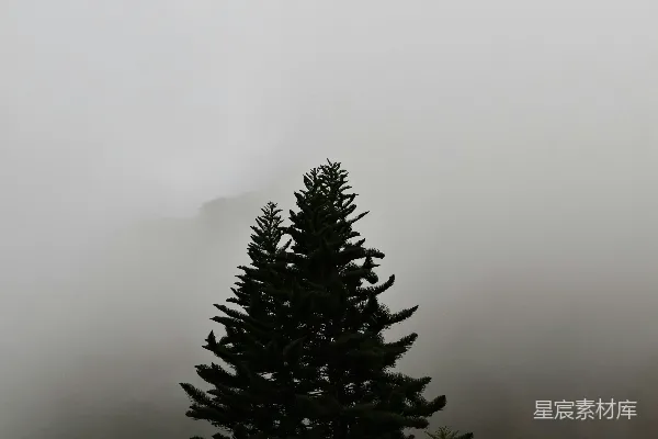 高清摄影 暗 Pine 树轮廓在一片雾气弥漫的风景中。