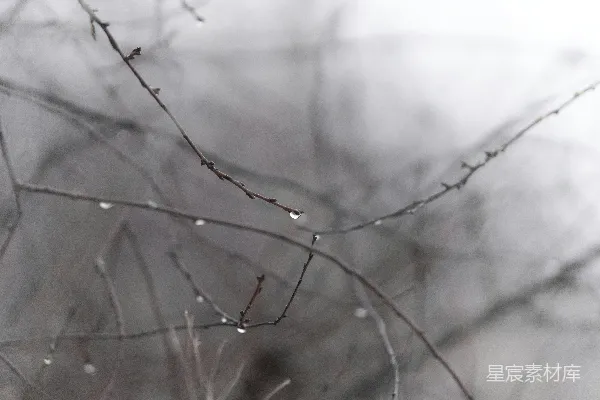 高清摄影 树枝上挂着水珠