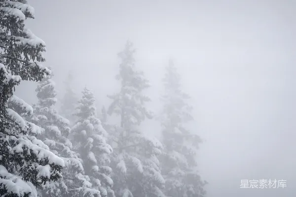 高清摄影 雪覆盖的树木消失在雾气中。