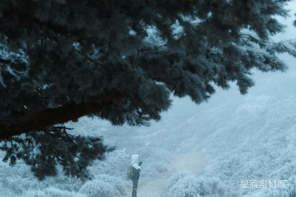 高清摄影 一个男人走在路边的一条土路上，旁边有一棵树。