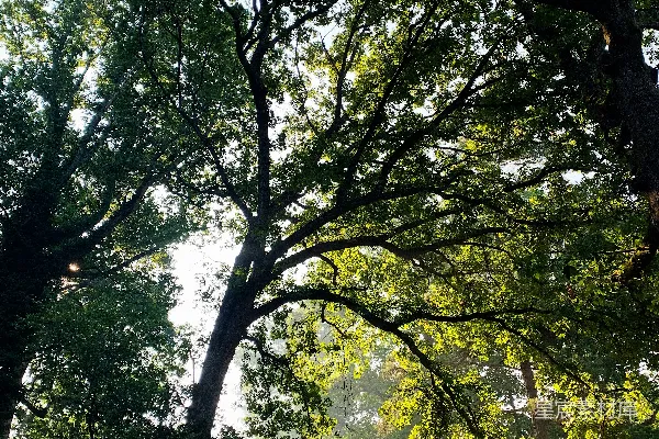 高清摄影 白天绿树蓝天下的景象