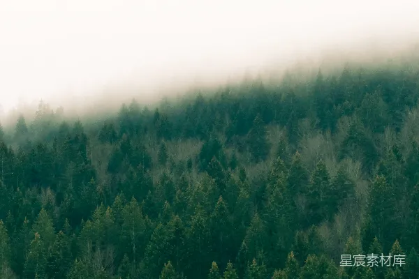 高清摄影 一群站立在草地上的树木