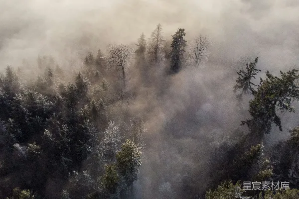高清摄影 白云下的绿树