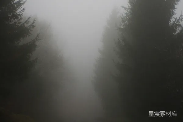 高清摄影 雾天绿树间灰色沥青路