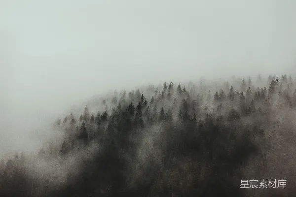 高清摄影 绿树覆着薄雾