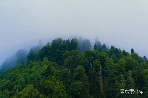 高清摄影 山中雾气缭绕的绿树。