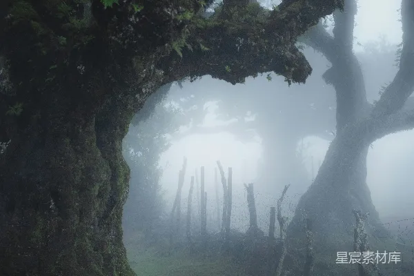 高清摄影 森林中一棵巨大的树，在一片雾气缭绕之中。