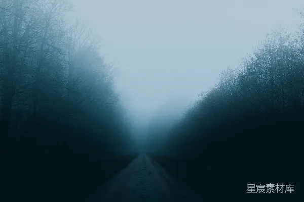 高清摄影 环绕着树木的道路笼罩在雾中