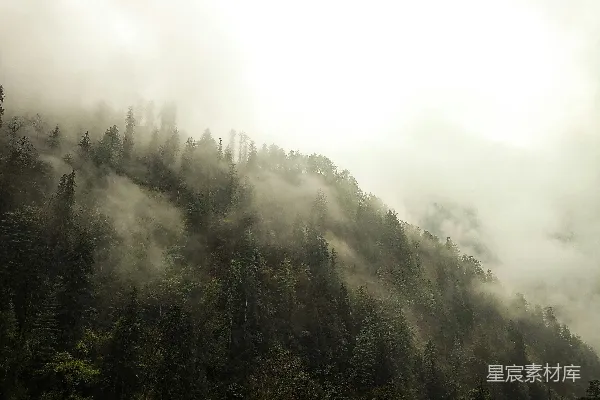 高清摄影 一座被雾覆盖的山上长满了树木。