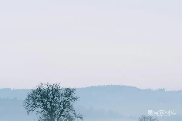 高清摄影 覆盖雪地的绿树