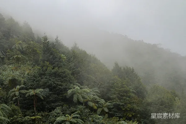 高清摄影 山峦被雾笼罩，旁边有树木。