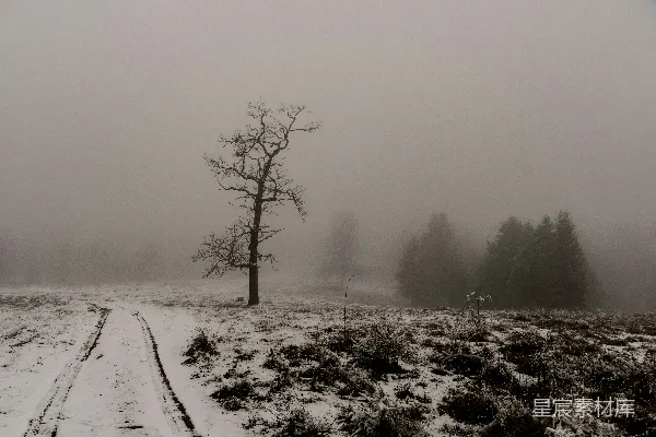 高清摄影 雪地上的裸树，在雾天里