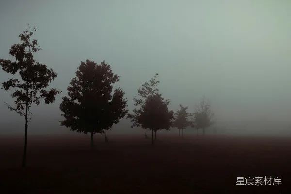 高清摄影 雾天里树的轮廓影子