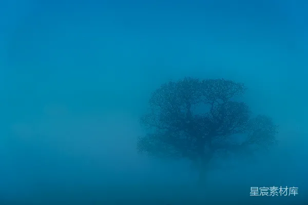 高清摄影 黑漆漆的树在蓝色的天空下