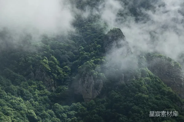 高清摄影 一棵树的森林