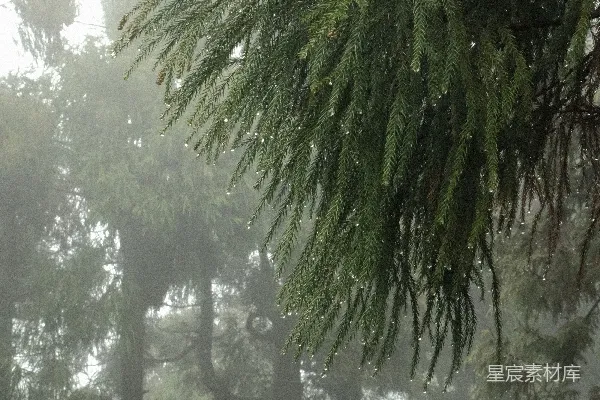 高清摄影 一片被许多树木覆盖的浓雾森林