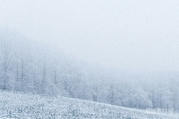 高清摄影 白天树木覆雪