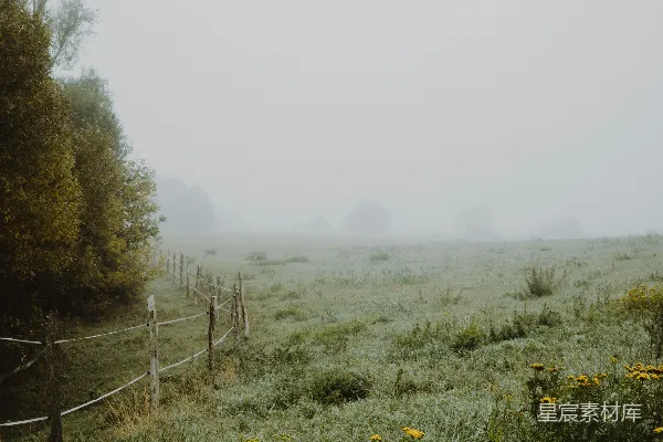 高清摄影 黄花瓣的花朵周围环绕着草地