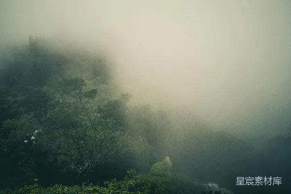 高清摄影 绿树