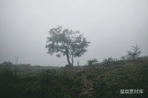 高清摄影 雾日里的一棵树