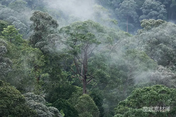 高清摄影 一片被无数树木覆盖的森林笼罩在雾中