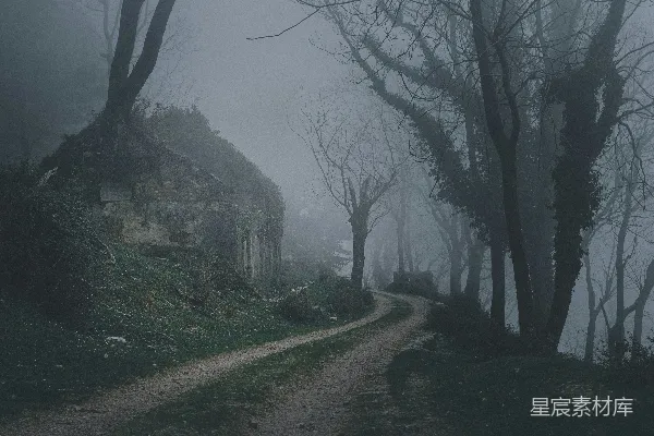 高清摄影 雾天间夹着光秃秃的树间的道路