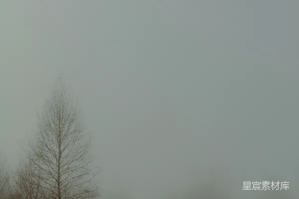 高清摄影 白天的绿叶树木