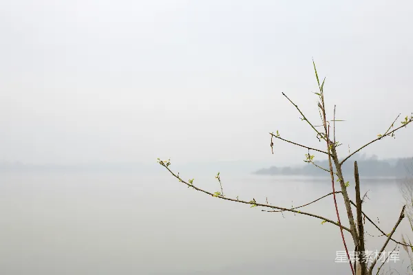 高清摄影 白天空中一棵光秃秃的树
