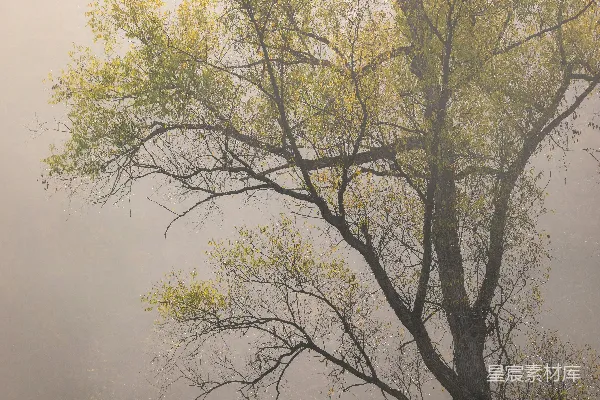 高清摄影 雾气笼罩下的 lone 树木