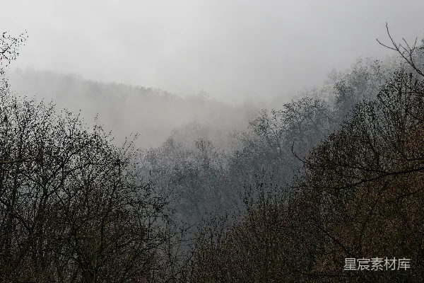 高清摄影 前景为光秃树木的雾林景观