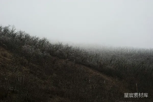 高清摄影 一座被树木覆盖的山坡在云雾缭绕的一天里。